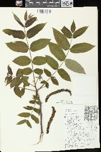 Juglans cinerea image