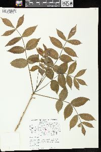 Juglans cinerea image