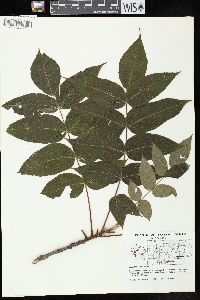 Juglans cinerea image