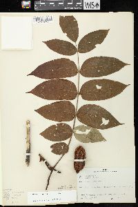 Juglans cinerea image