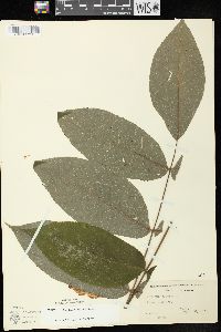 Juglans cinerea image