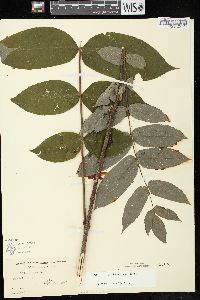 Juglans cinerea image