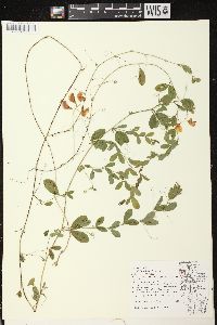 Lathyrus tuberosus image