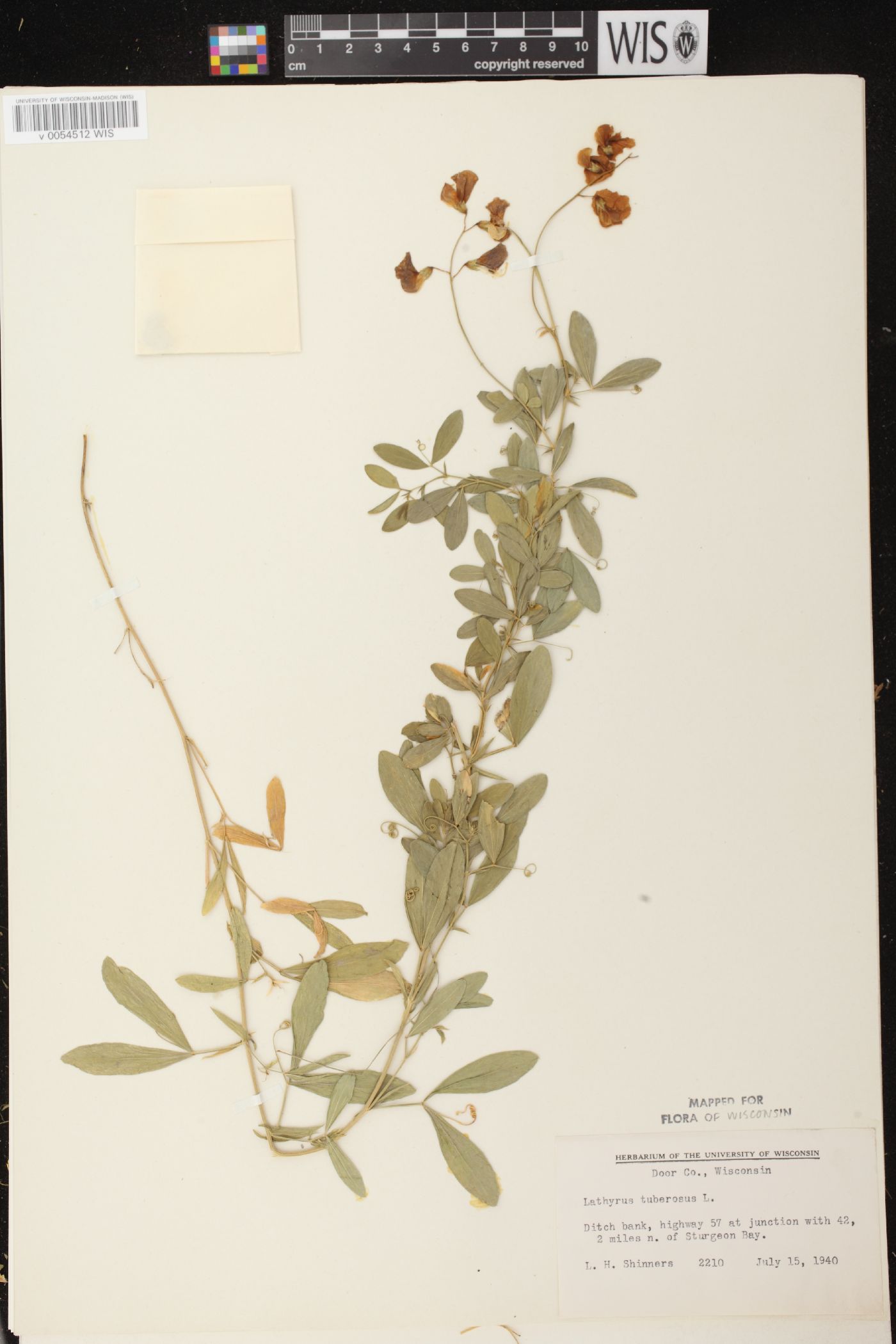 Lathyrus tuberosus image