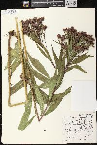 Vernonia fasciculata subsp. fasciculata image