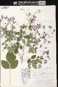 Lespedeza thunbergii image