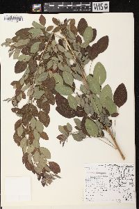 Lespedeza thunbergii image