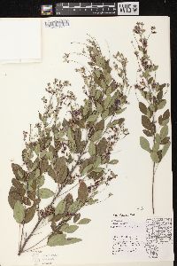 Lespedeza thunbergii image