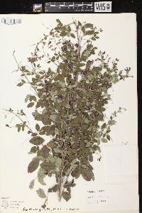 Lespedeza thunbergii image