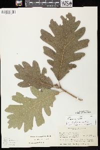 Quercus × bebbiana image