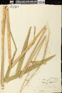 Zizania palustris image