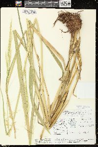 Zizania palustris var. palustris image