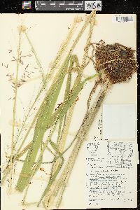 Zizania palustris var. palustris image