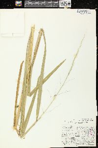 Zizania palustris var. palustris image