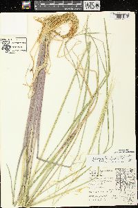 Zizania palustris var. palustris image