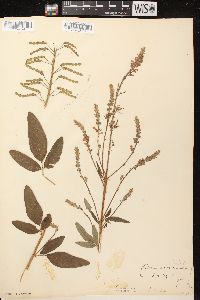 Desmodium illinoense image