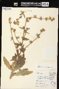 Cichorium intybus image