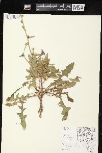 Cichorium intybus image