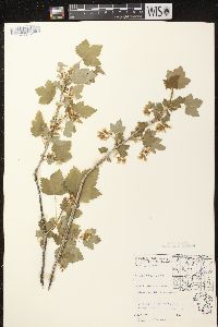 Ribes americanum image