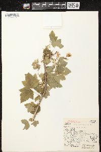 Ribes americanum image