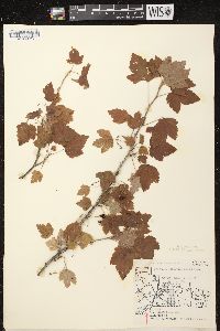 Ribes americanum image