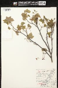 Ribes americanum image