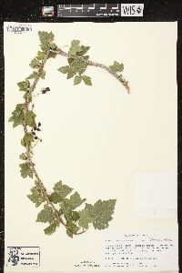 Ribes americanum image