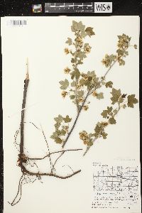 Ribes americanum image