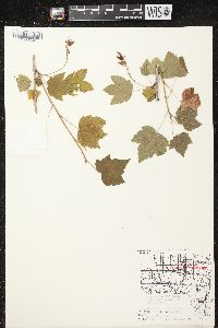 Ribes americanum image