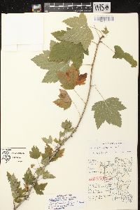 Ribes americanum image