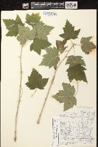 Ribes americanum image