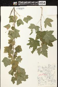 Ribes americanum image