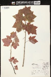 Ribes americanum image