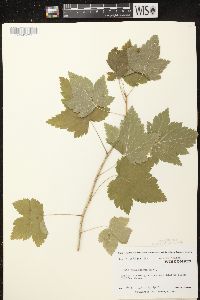 Ribes americanum image