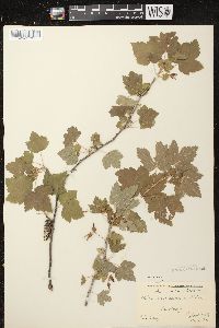 Ribes americanum image