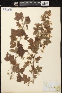 Ribes americanum image