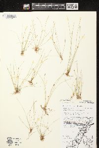 Eleocharis quinqueflora image