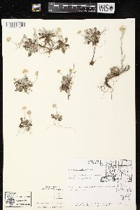 Antennaria neglecta image