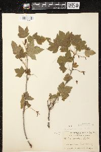 Ribes americanum image