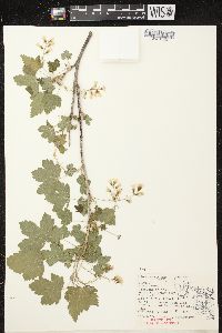 Ribes americanum image