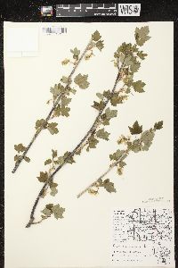 Ribes americanum image