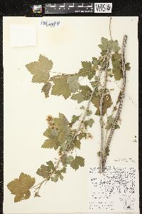 Ribes americanum image