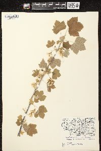 Ribes americanum image