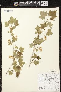 Ribes americanum image