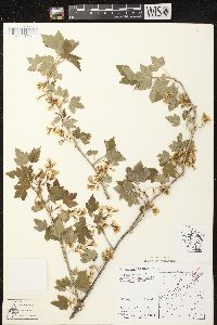 Ribes americanum image