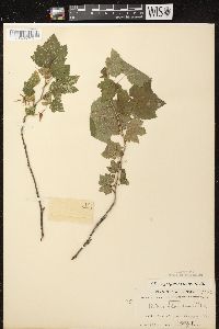 Ribes americanum image