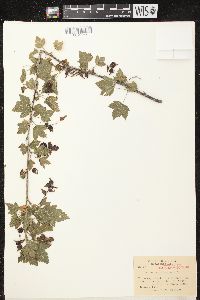 Ribes americanum image