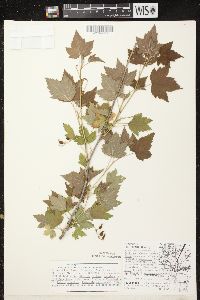 Ribes americanum image