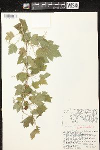 Ribes americanum image