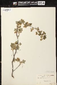 Ribes americanum image